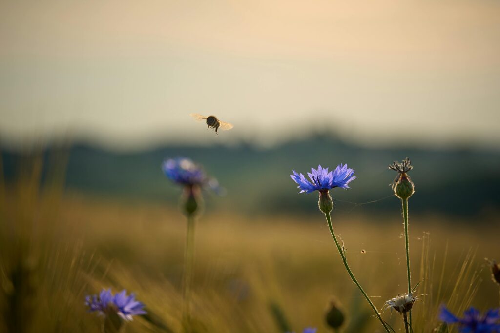 Photo of a bee flying over a field in dramatic summer light by Tommes Frites | Pexels