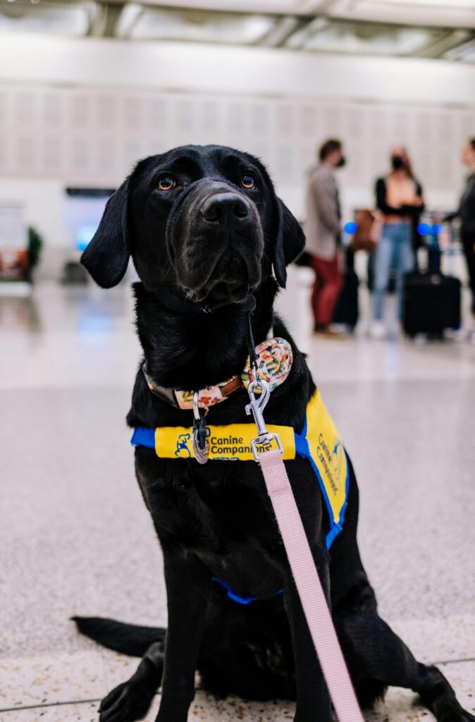 Photo of a black service dog facing camera while sitting in an airport terminal by Jeswin Thomas | Pexels