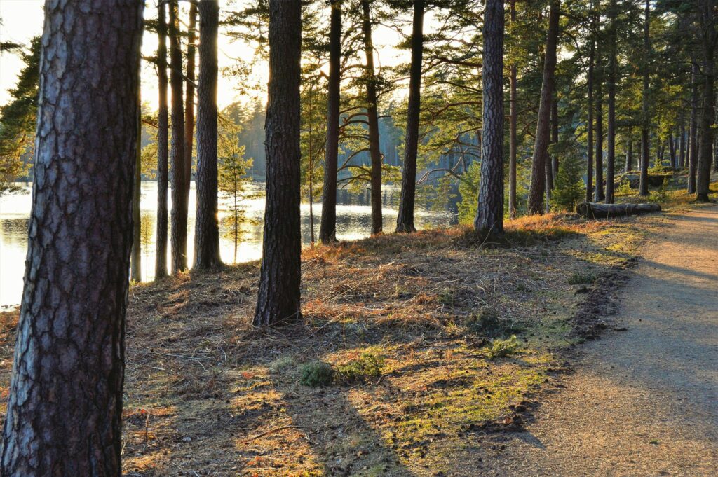 Photo of trees beside a body of water with a trail nearby by Jonathan Petersson at Pexels